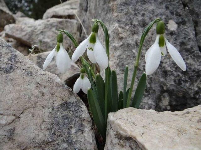 Tlos Antik Kenti&rsquo;nin Tarihi Kitaplaştı 1