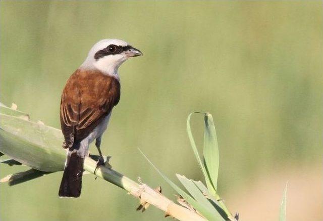 Tlos Antik Kenti&rsquo;nin Tarihi Kitaplaştı 2