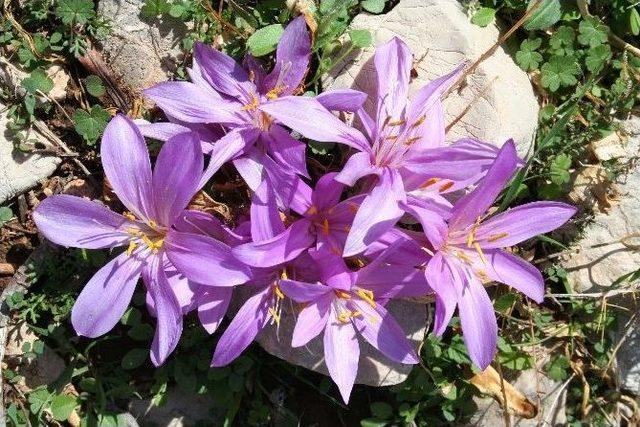 Tlos Antik Kenti&rsquo;nin Tarihi Kitaplaştı 3