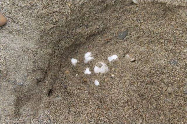 Surprisal Visit Of Caretta Carettas Revealed By New Nesting Ground In Aegean Beaches