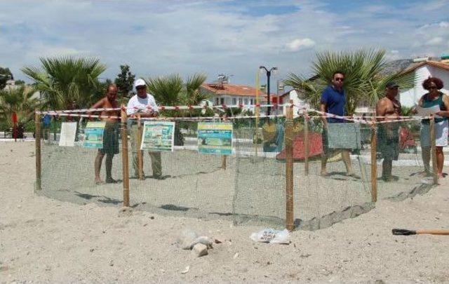Surprisal Visit Of Caretta Carettas Revealed By New Nesting Ground In Aegean Beaches