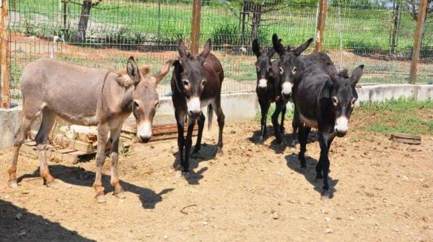 &Ccedil;&ouml;p&ccedil;&uuml; Eşekler Emekliliğin Keyfini &Ccedil;ıkarıyor
