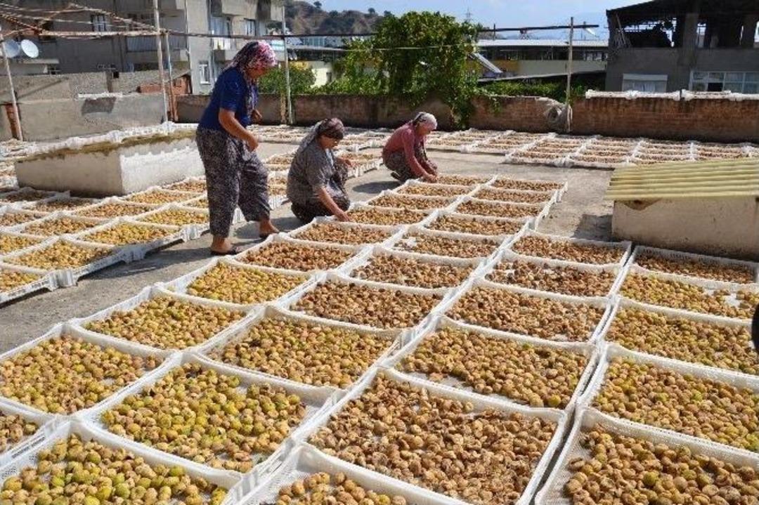 Nazilli İnciri Pazara &Ccedil;ıktı