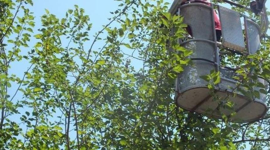 Ağaca Takılan Kuşa Kurtarma Operasyonu