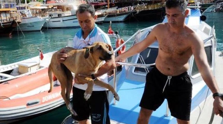 Falezlerden Sokak K&ouml;peğini Attılar