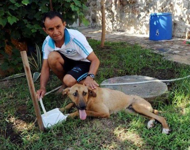 Falezlerden Sokak Köpeğini Attılar