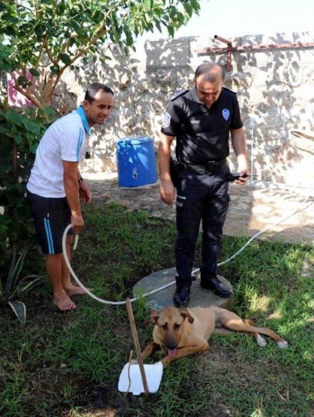 Falezlerden Sokak Köpeğini Attılar