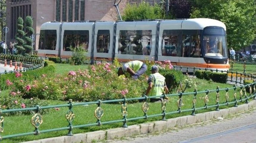 Taşbaşı &Ouml;n&uuml;nde G&uuml;ller A&ccedil;ıyor