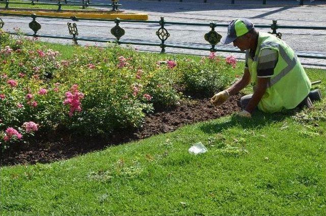 Taşbaşı Önünde Güller Açıyor