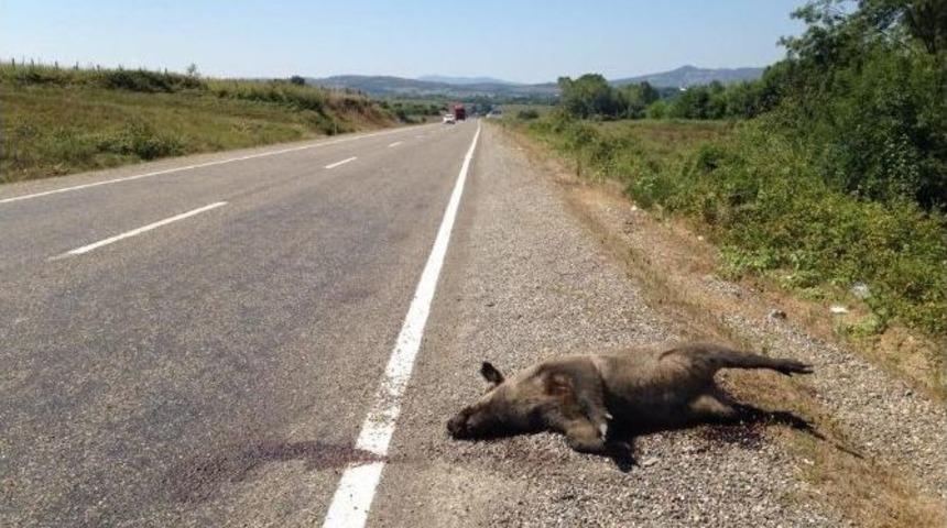 Otomobilin &Ccedil;arptığı Domuz Telef Oldu