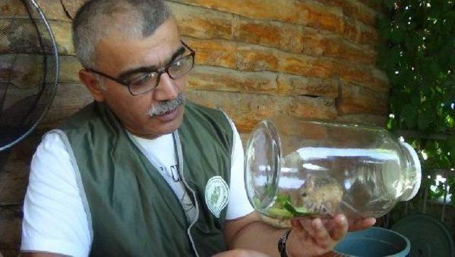 Iğdır&rsquo;Da Nesli T&uuml;kenmek &Uuml;zere Olan Arap Tavşanı Yakalandı 1