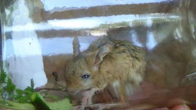 Iğdır&rsquo;Da Nesli T&uuml;kenmek &Uuml;zere Olan Arap Tavşanı Yakalandı 2