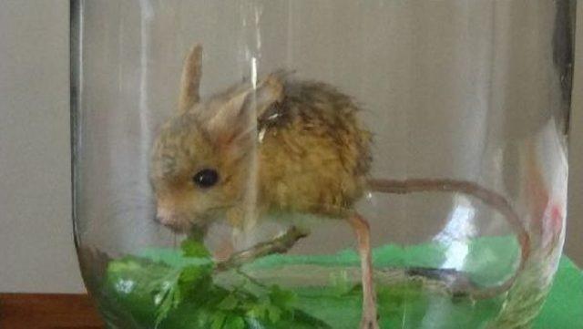 Iğdır&rsquo;Da Nesli T&uuml;kenmek &Uuml;zere Olan Arap Tavşanı Yakalandı 3