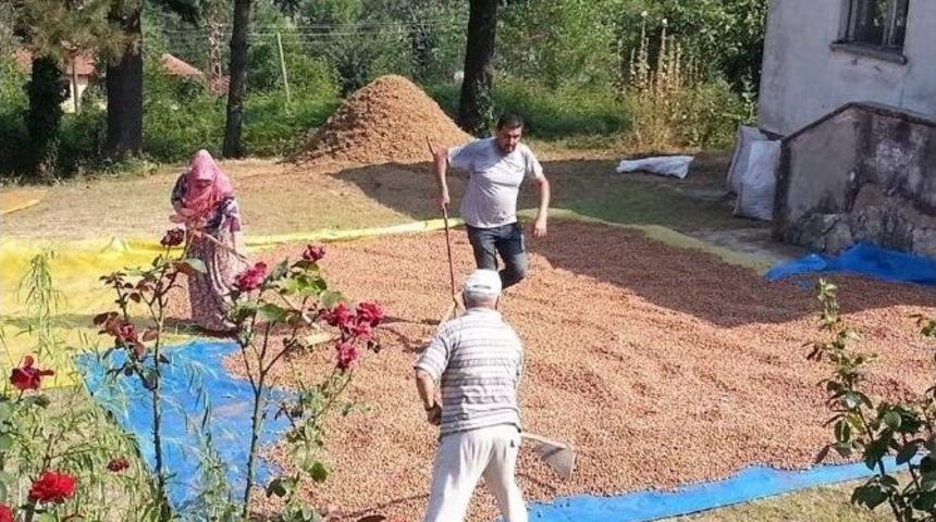 Fındık Harmanda Kurutulmaya Bırakıldı