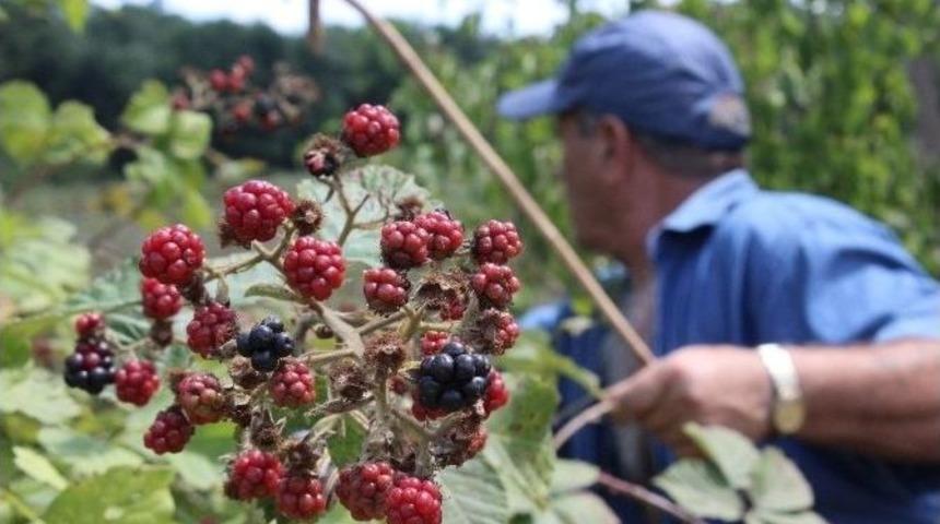 Kırklareli&rsquo;de Vatandaşlar B&ouml;ğ&uuml;rtlen Toplamaya Başladı