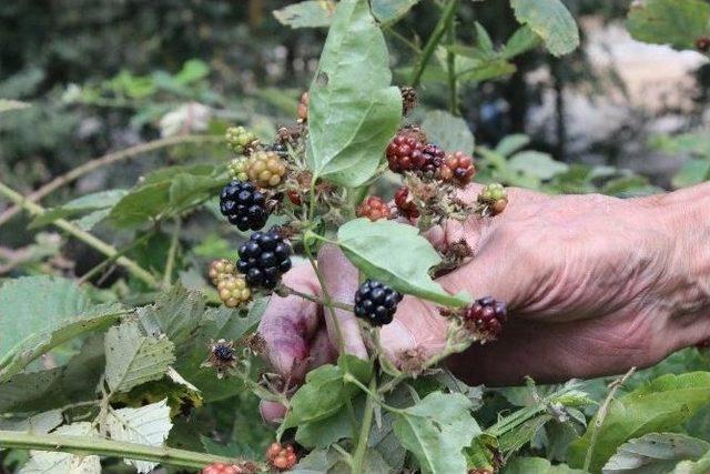 Kırklareli&rsquo;de Vatandaşlar B&ouml;ğ&uuml;rtlen Toplamaya Başladı 1