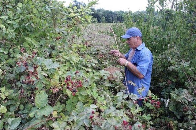 Kırklareli&rsquo;de Vatandaşlar B&ouml;ğ&uuml;rtlen Toplamaya Başladı 2
