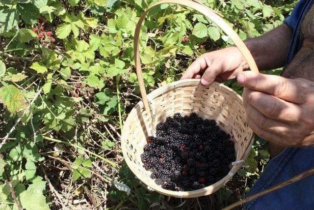 Kırklareli&rsquo;de Vatandaşlar B&ouml;ğ&uuml;rtlen Toplamaya Başladı 3