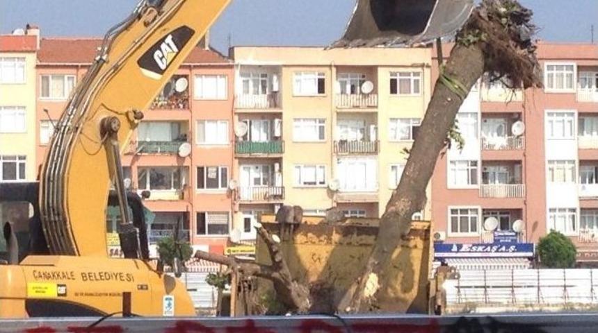 "yeşil Bina" Yapmak İ&ccedil;in Belediye Alanındaki &Ccedil;ınar Ağa&ccedil;ları S&ouml;k&uuml;ld&uuml;