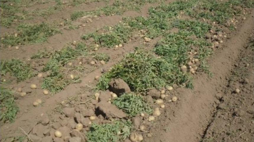 Tohumluk Patateslerin Hasadına Başlandı