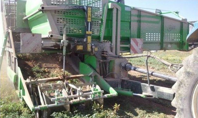 Tohumluk Patateslerin Hasadına Başlandı 1