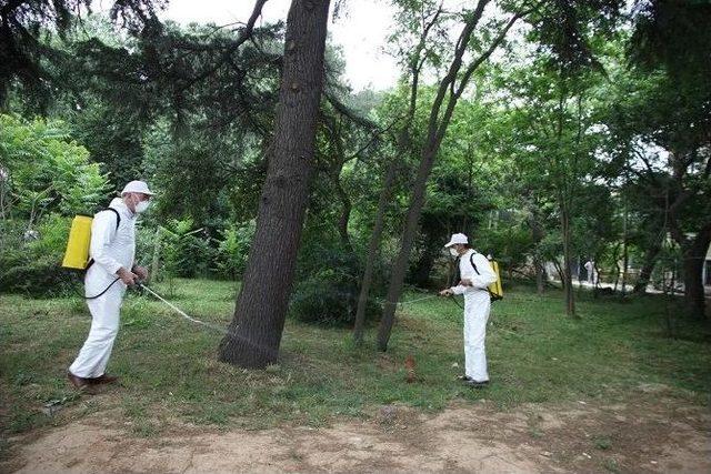 Eyüp’te Teke Böceğine Karşı Önlemler Alınıyor