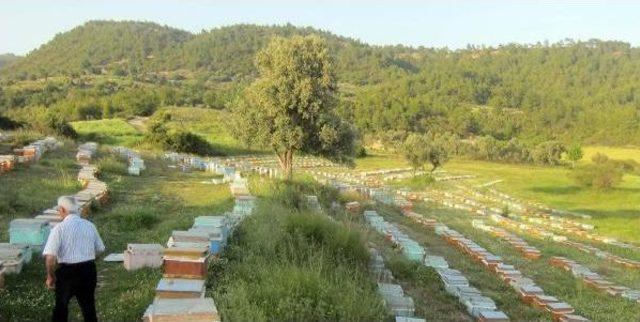 Artan Terör Olayları, Gezginci Arıcıları Tedirgin Ediyor 1