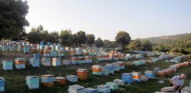 Artan Terör Olayları, Gezginci Arıcıları Tedirgin Ediyor 2