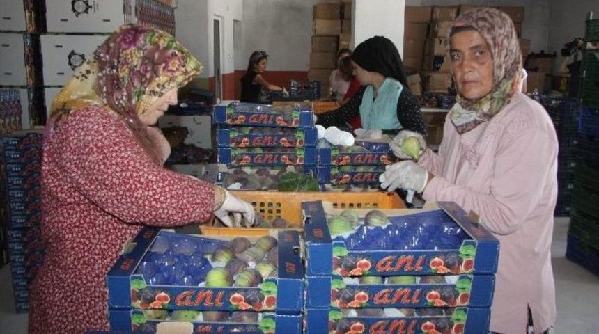 (&ouml;zel Haber) Kraliyet Meyvesinin Hasadı 6 Liradan Başladı