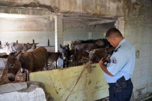 Basın Yapılan Çiftliğin Sahibi: Eşekleri Sütü Için Besliyorum