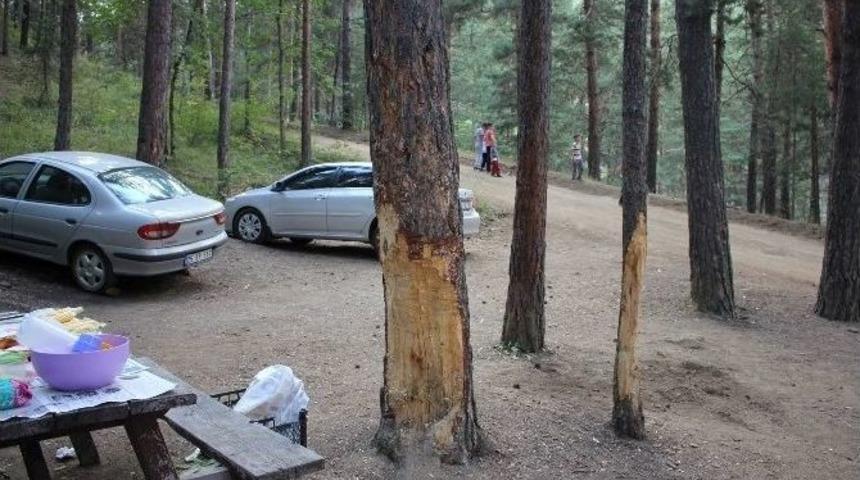 &Ccedil;am Ağa&ccedil;ları Ağır Yaralı