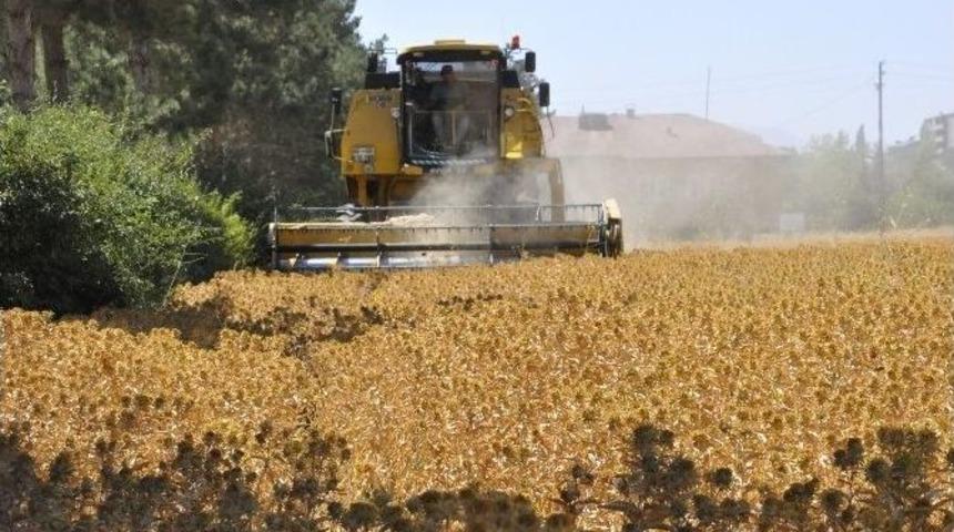 Kahramanmaraş&rsquo;ta İlk Aspir Hasadı Yapıldı