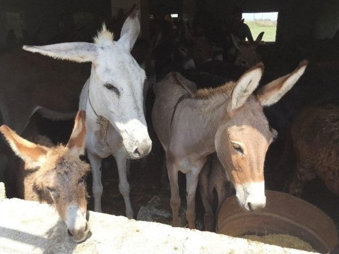 K&ouml;y K&ouml;y Gezerek 50 Eşek Satın Aldı