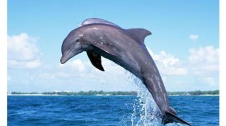 Yunuslar Karadeniz&rsquo;in İlacı