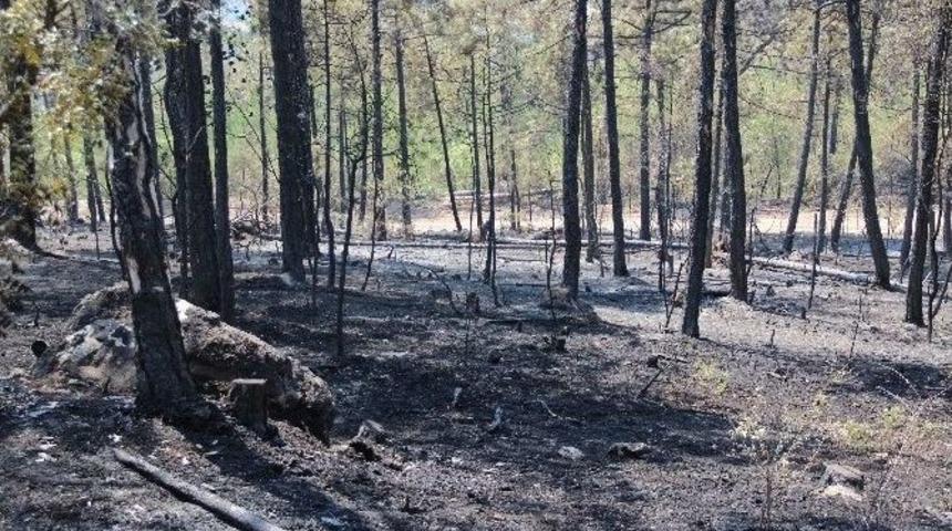 Karab&uuml;k&rsquo;teki Orman Yangını Kontrol Altına Alındı