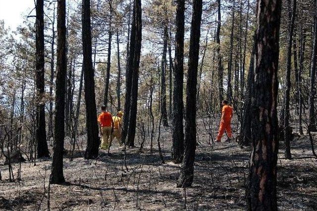 Karabük’teki Orman Yangını Kontrol Altına Alındı