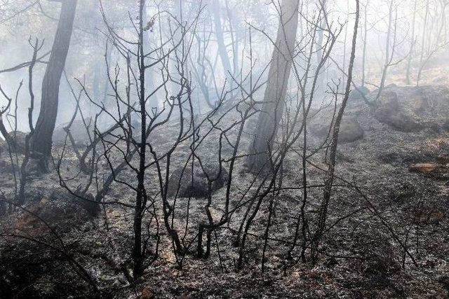 Karabük’teki Orman Yangını Kontrol Altına Alındı