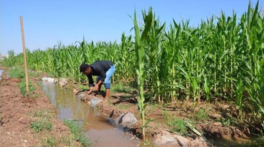 Gece Sulaması İle Daha Az Su, Daha Fazla Verim