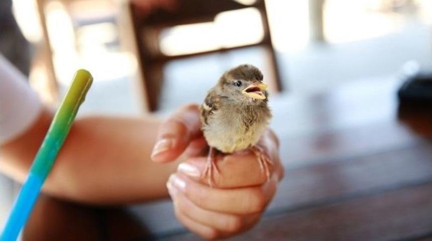 Bodrum&rsquo;da Belediye Ekipleri Yaralı Ser&ccedil;eyi Tedavi Etti