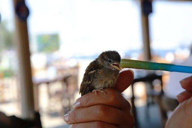 Bodrum’da Belediye Ekipleri Yaralı Serçeyi Tedavi Etti