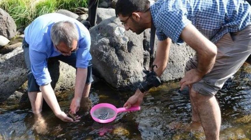 Ardı&ccedil;dere &Ccedil;ayı'na Kırmızı Benekli Alabalık Bırakıldı