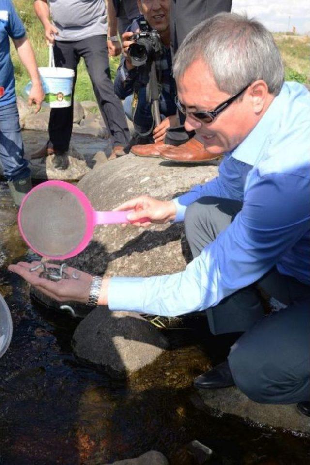 Ardı&ccedil;dere &Ccedil;ayı na Kırmızı Benekli Alabalık Bırakıldı 1