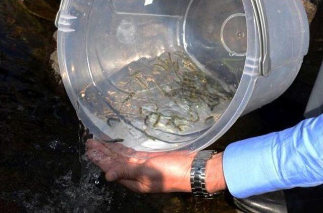 Ardı&ccedil;dere &Ccedil;ayı na Kırmızı Benekli Alabalık Bırakıldı 2