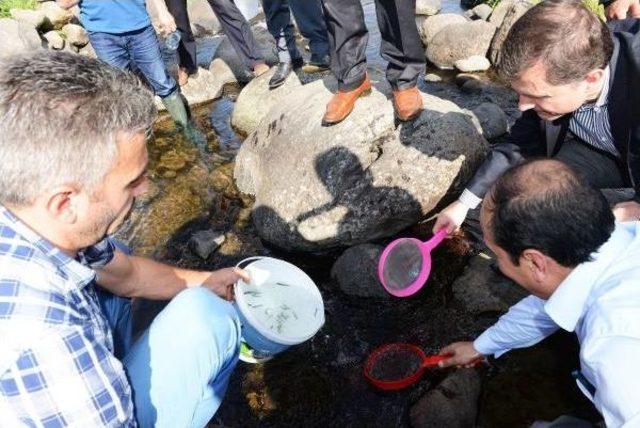 Ardı&ccedil;dere &Ccedil;ayı na Kırmızı Benekli Alabalık Bırakıldı 3