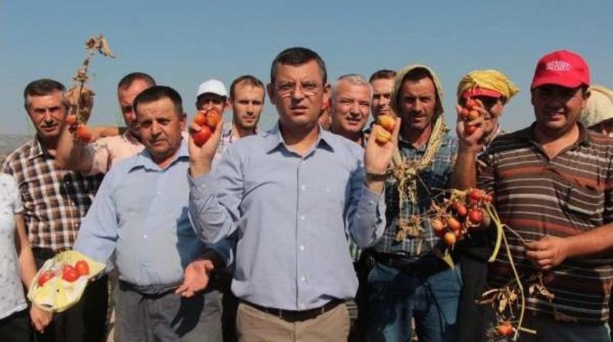 Manisa'da Domates &Uuml;reticisi Dertli