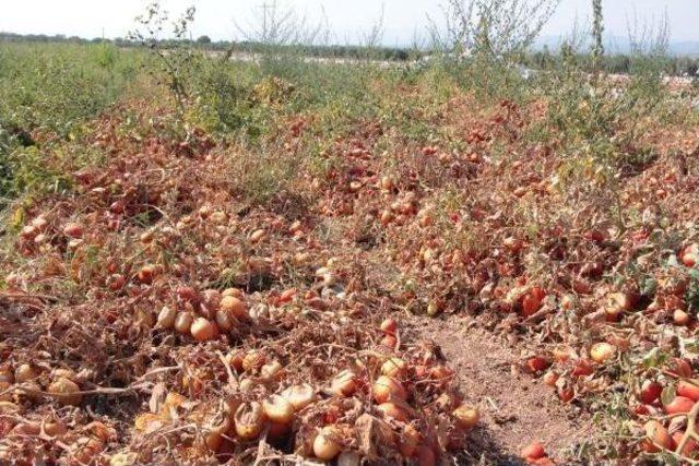 Manisa'da Domates Üreticisi Dertli