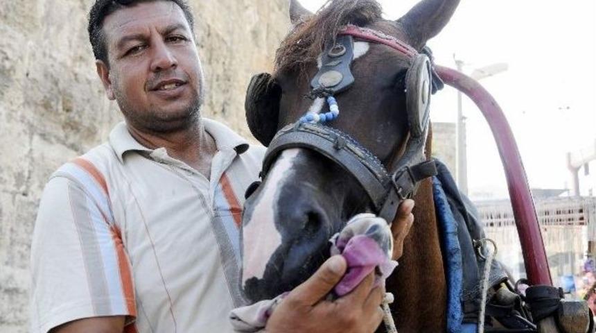 Antalyalı Faytonculardan Hayvanseverlerin Eylemine Tepki