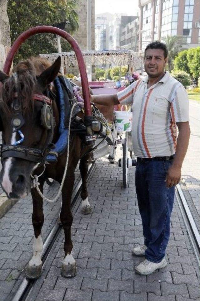 Antalyalı Faytonculardan Hayvanseverlerin Eylemine Tepki 2