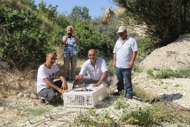 Çemişgezek’te 250 Kınalı Keklik Doğaya Salındı 1