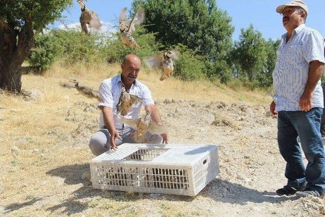 Çemişgezek’te 250 Kınalı Keklik Doğaya Salındı 2